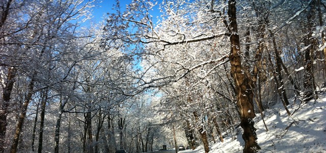 Seeing life through the snow