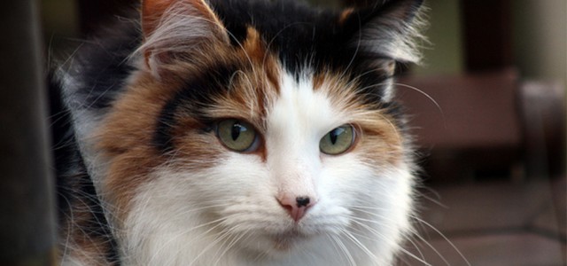 Styx the cat hears the call of the wild