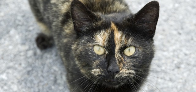 Solomon Jones vs. Styx the cat