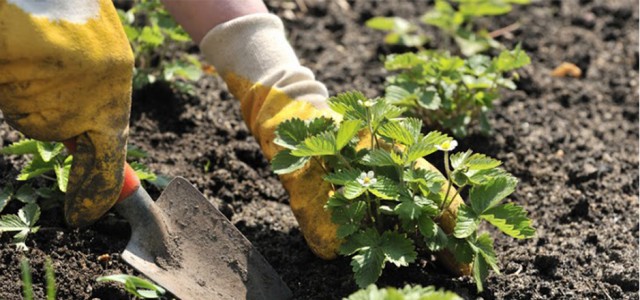 Solomon either needs some sleep-or a gardner