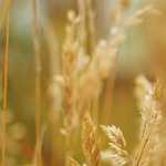 Buffalo Gold Slot Machine App