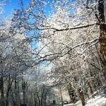 Seeing life through the snow