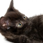 The truth about cute cats and women