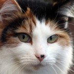 Styx the cat hears the call of the wild