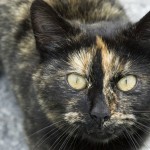 Solomon Jones vs. Styx the cat