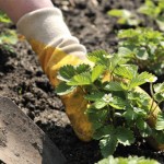 Solomon either needs some sleep-or a gardner